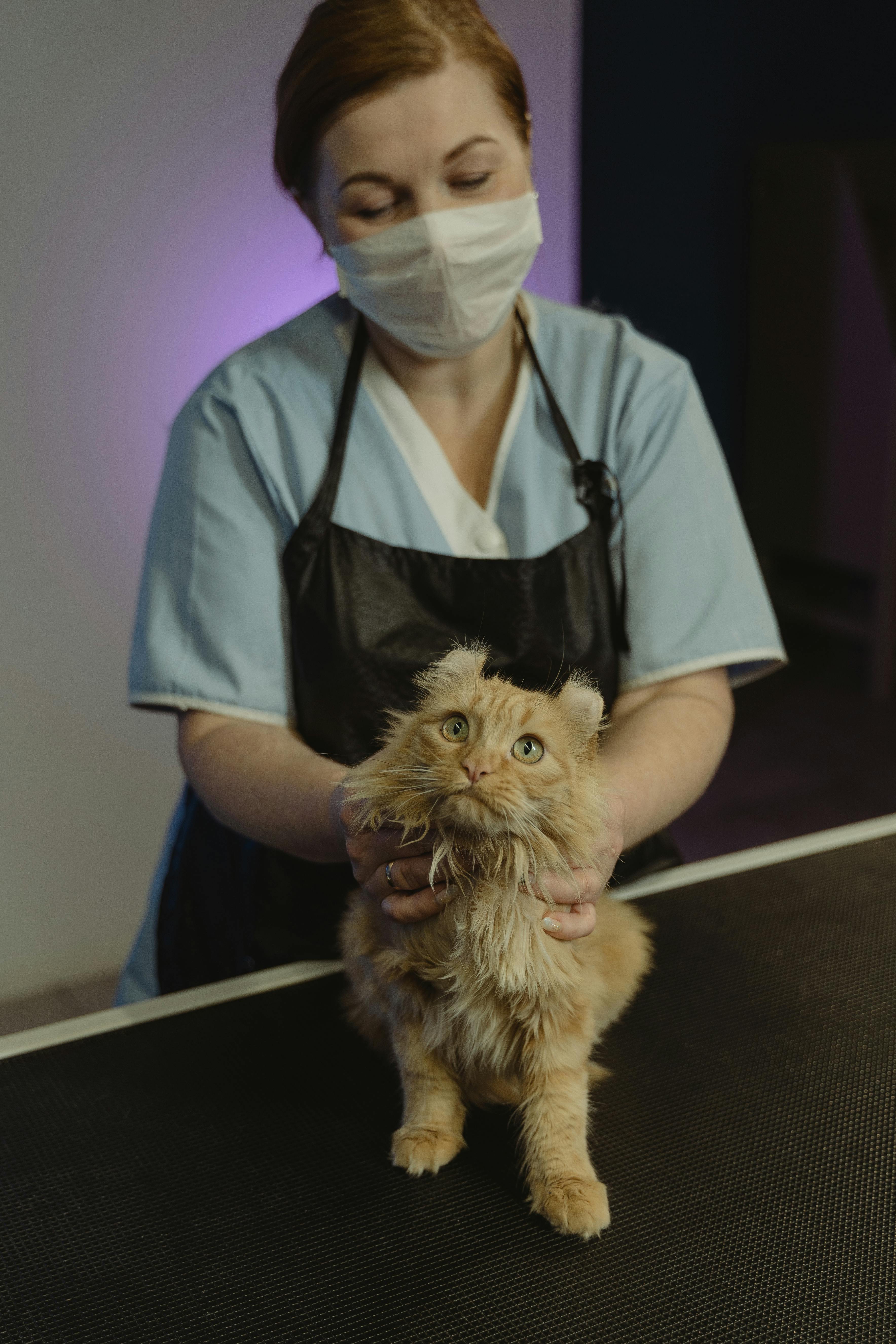 Cat check-up