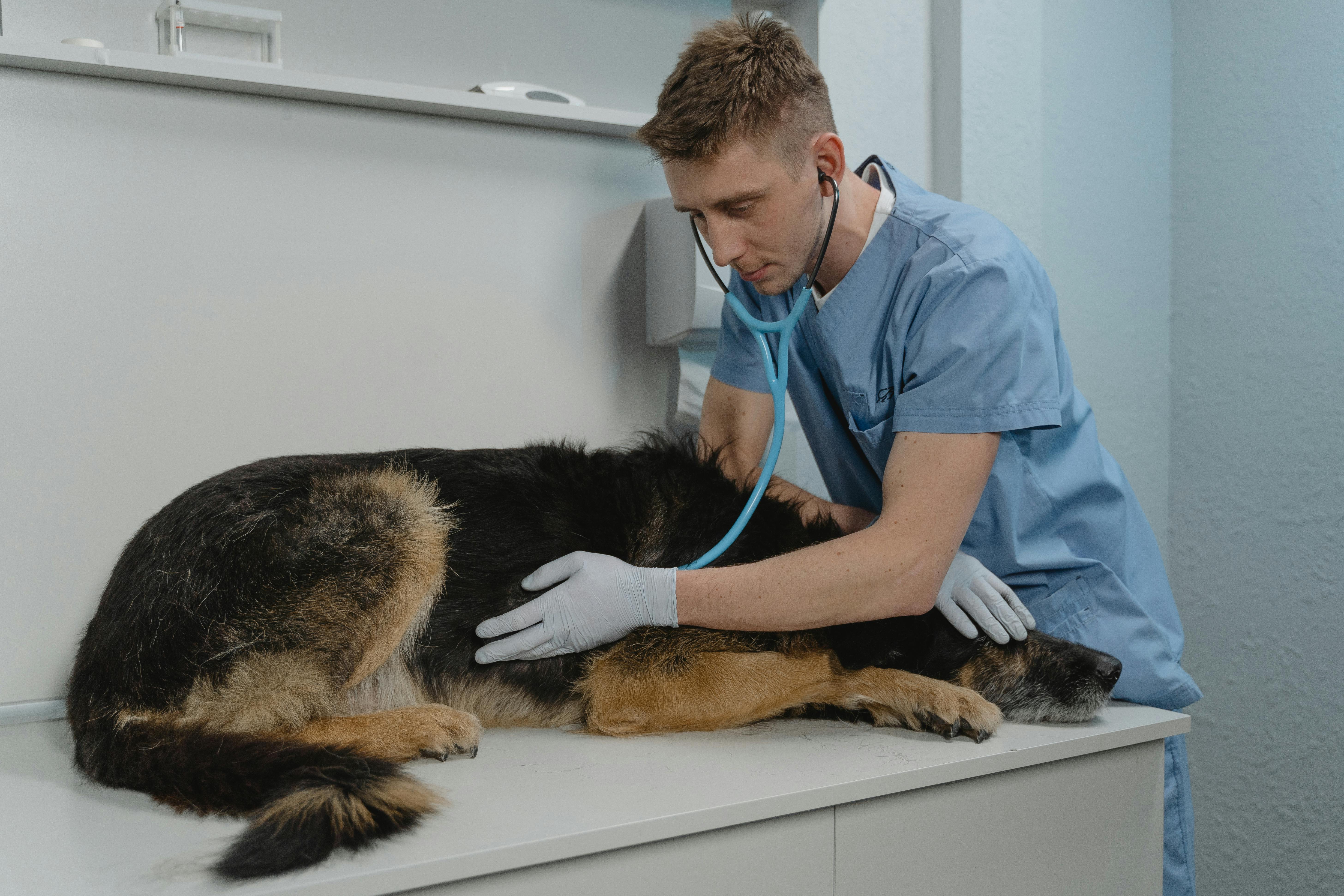 Dog check-up