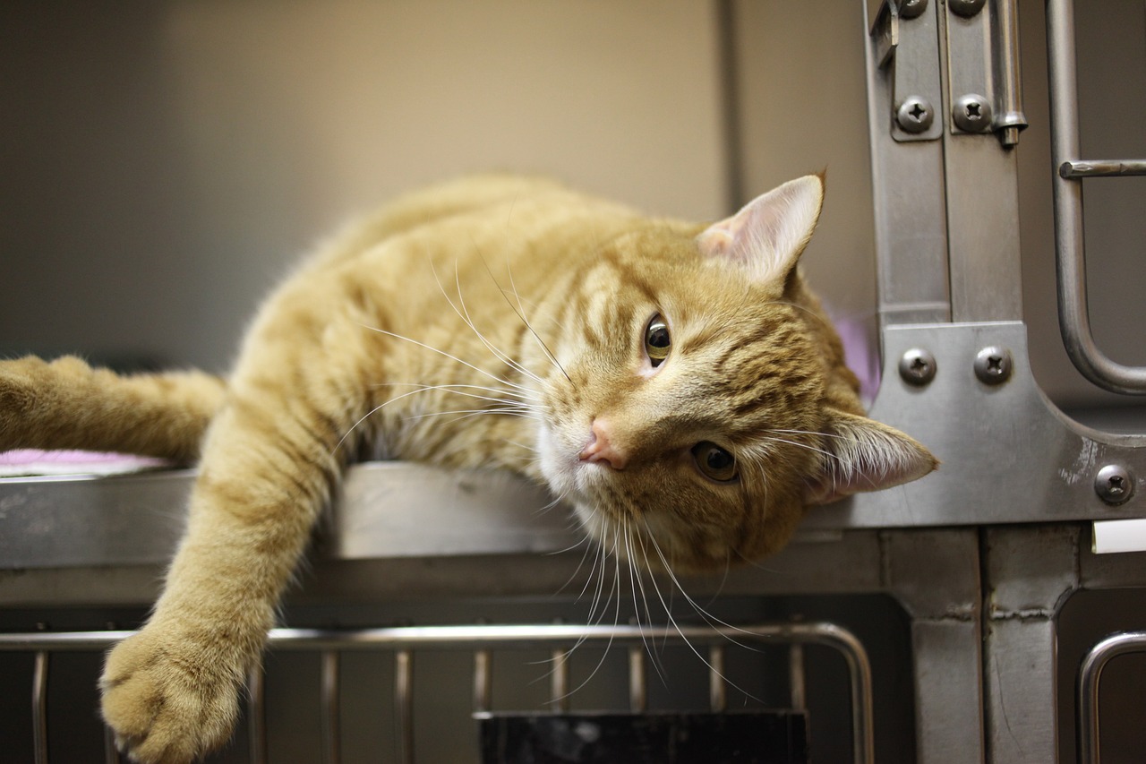 Orange cat in cage