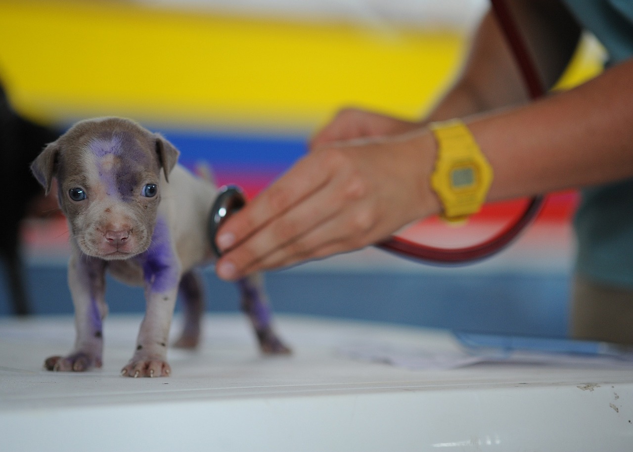 Puppy's first check-up