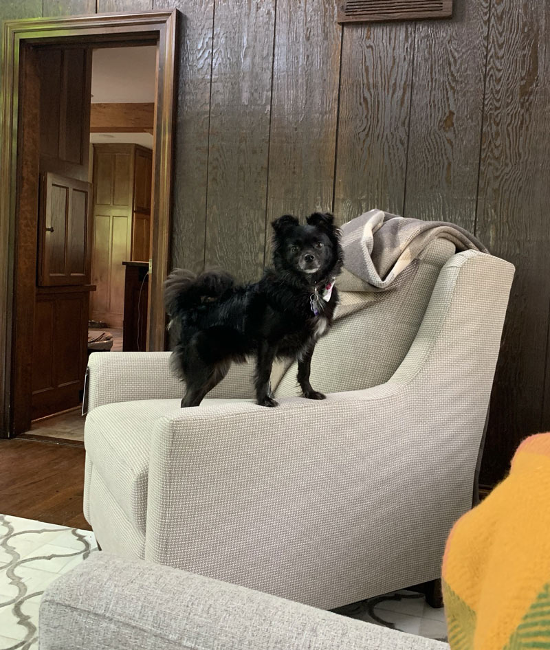 Bo the Dog on a Chair