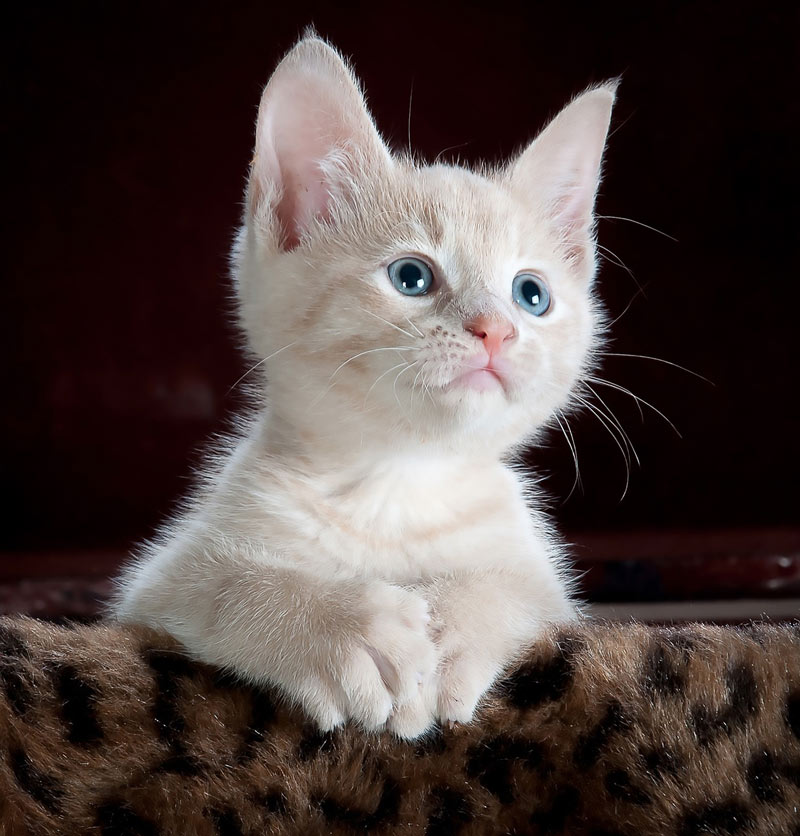 White Cat