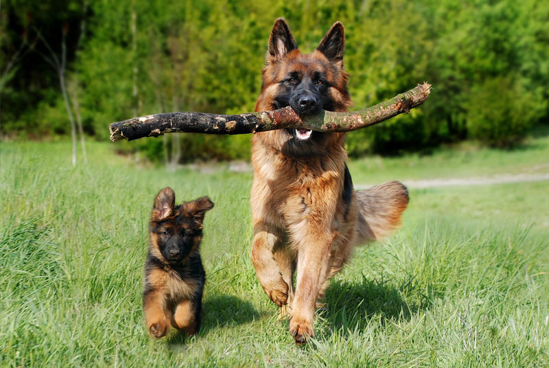 Two Puppies in a Field
