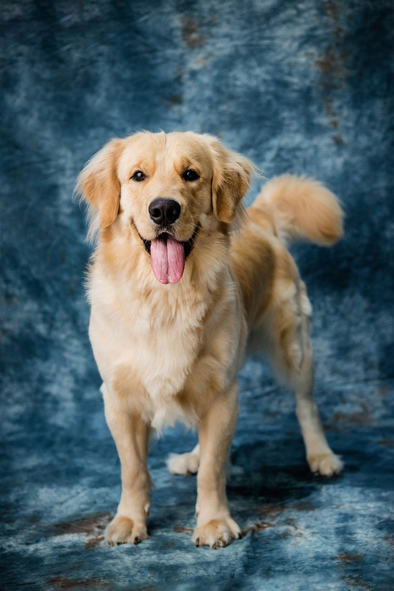 Well-groomed Golden Retriever