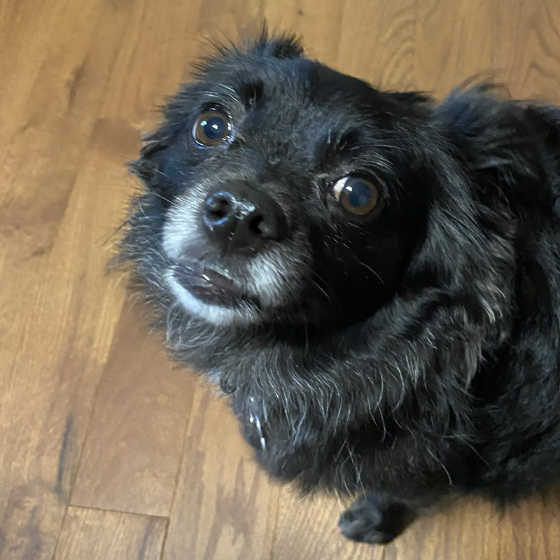 Black Chihuahua